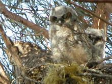 060418 mom and two babies 5844.JPG