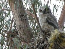 060425 owls 5929.JPG