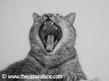 yawn