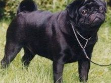 pug.jpg