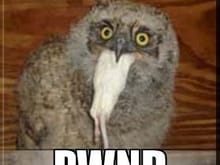 pwnd owl