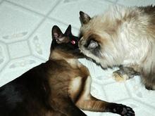 060629 Zoro home_Crystal 0397.JPG