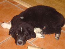 Floppy &amp; Cinnamon 039.jpg