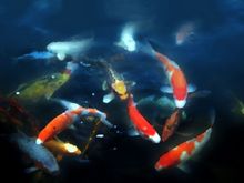 fish4.jpg