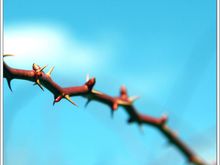 thorns2border.jpg