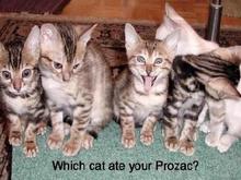 drugcats2.jpg
