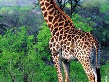 giraffe-01300813b.jpg