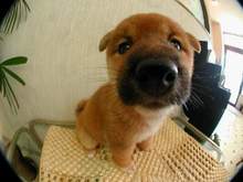 the_dog01_2.jpeg