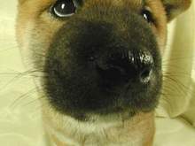 the_dog13_2.jpeg