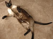 DSC_4768 070714 Zoro.JPG