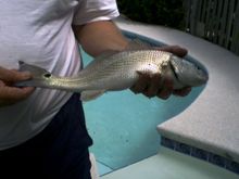 Red Drum - Hilton Head