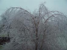 DSC01433 (Medium).JPG