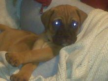 New Dog