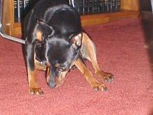 Dogs3-200005.JPG
