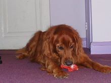 Dogs 8-0003.JPG