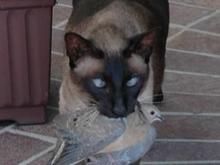 DSC_0265 080814 Zoro_dove.JPG