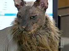 Ugly Cat.jpg
