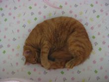 Beemer in crib 3.JPG
