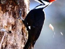 Pileated woodpecker