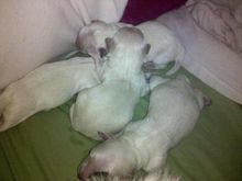 Maltese Puppies.jpg