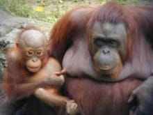 53 Orangutan Nipple Pinch.jpg