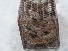 day 4 lizard 2