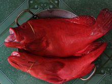 d10 fish