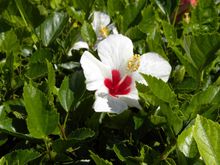 dscn0409.jpg