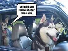 funny-dog-pictures-better-sled.jpg