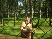 hiphop kangaroo