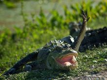 O HAI