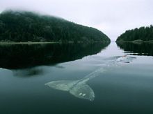 river whale