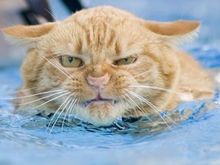 watercat