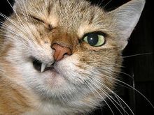 winkcat