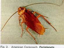 roach.jpg