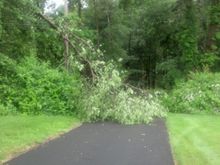 tree In driveway