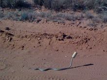 snake