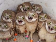owls1a