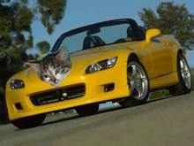 spa yellow hood ornament.jpg