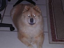 tia.JPG