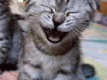 funny_lmao_kitty.gif