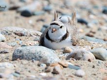 Plover on the nest
