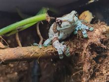 This is Miguel my Amazon Milk Frog