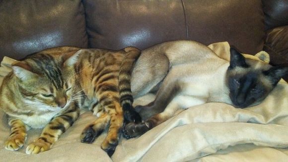 11-21-2018.  My California cats are butt buddies, today.  Ricky sent me this photo.