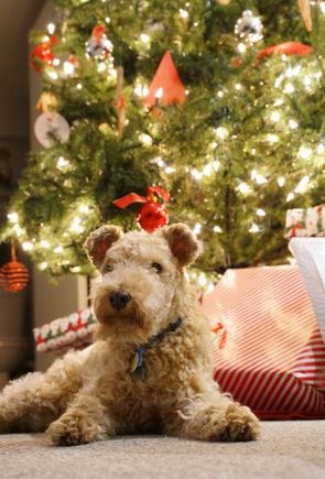 From a few years ago Sydney guarding her presents