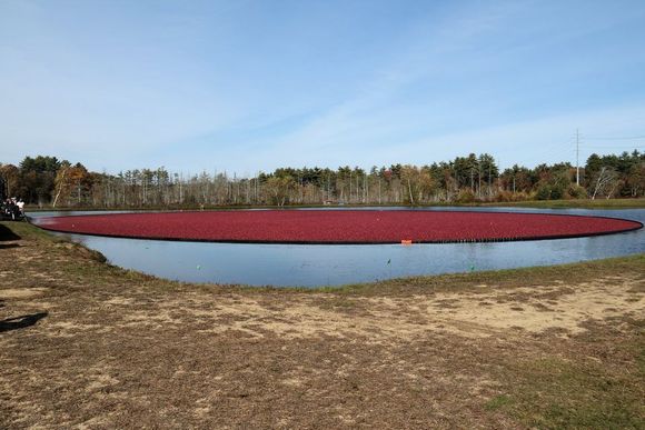 Cranberries are in the corral