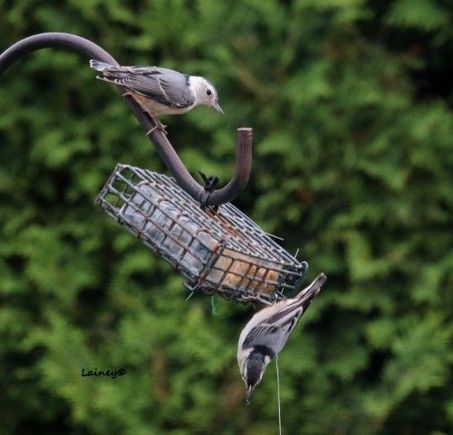 Had a family of four nuthatches hanging around.  Busy Friday night at the feeders.