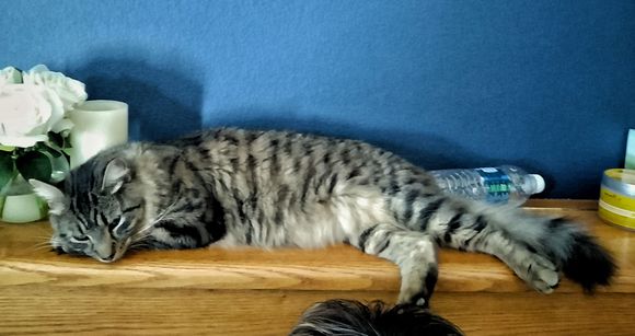 My lovely, Leo. He's been sleeping and purring  on my pillow next to me.