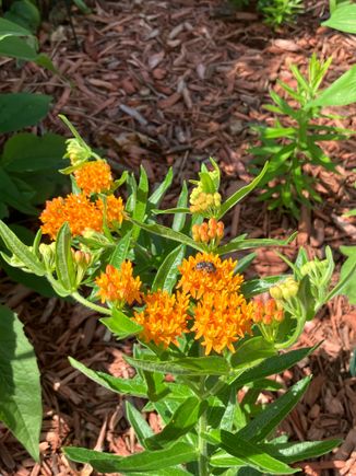 Butterfly weed