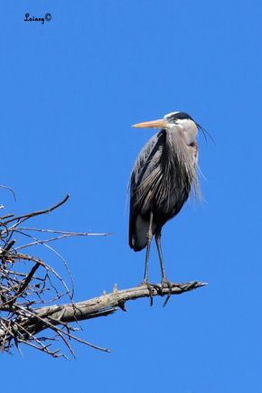 Out on a limb